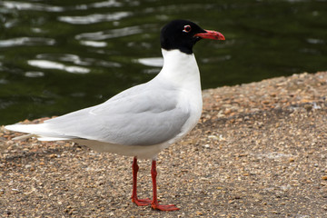 Mediterranean Gull in Kent UK