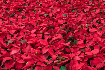 Background of many poinsettia flowers