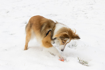Cute shetland sheepdog plays with a ball in the snow