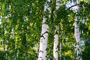 forest birch