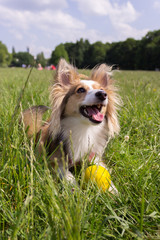 Happy Shetland Sheepdog is waiting in the park for a yellow ball