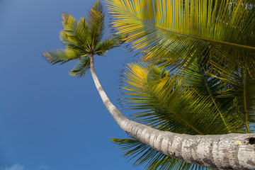 Fototapeta na wymiar Palm trees in the sky