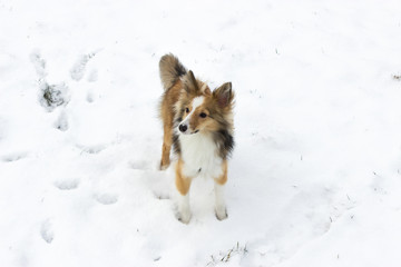 Cute shetland sheepdog poses for the camera in the snow