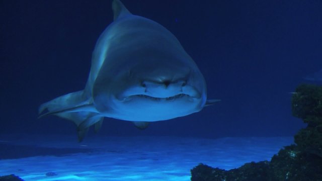 haifisch