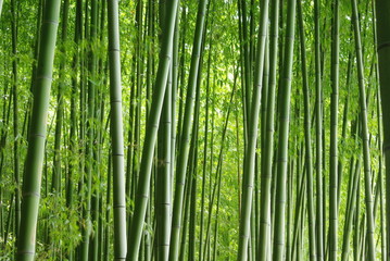Panele Szklane  Zielony bambusowy gaj