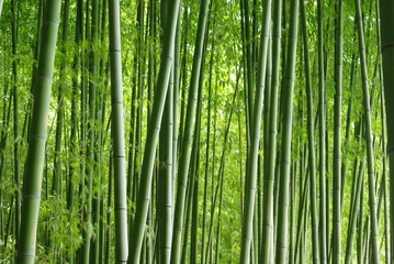 Zelfklevend Fotobehang Bamboe Groene bamboebos