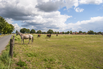 Landscape with horses