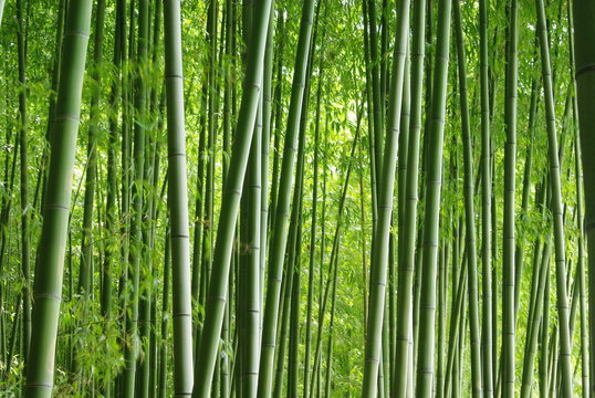 緑の竹林