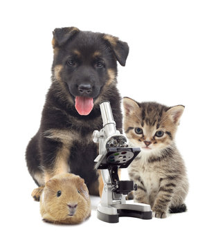 Puppy and microscope