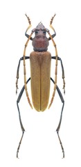 Beetle Osphranteria suaveolens