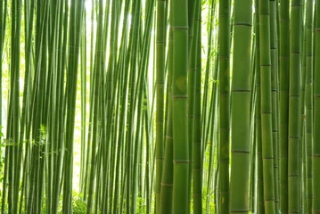 Fototapete Bambus Grüner Bambushain