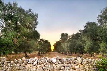 Puglia, Italy, Olive trees