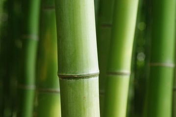 Panele Szklane  Zielony bambus