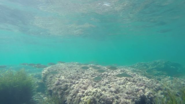 school of fish | reef