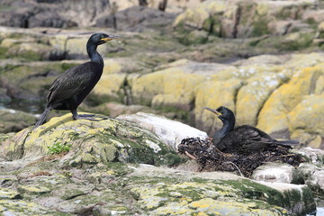 uccello marangone dal ciuffo