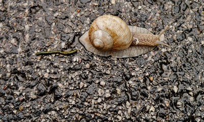 Schnecke mit Haus überquert die Straße