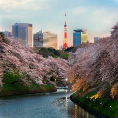 Foto op Aluminium cherry blossom park in spring shidorigafuji tokyo © Phattana