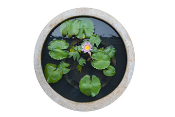 flower basin isolated