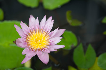 violet lotus flower