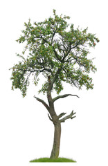 Freigestellter tanzender Mirabellenbaum mit vielen Früchten