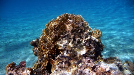 Naklejka na ściany i meble Marine Habitat – Coral Reef. Red Sea, Egypt. 