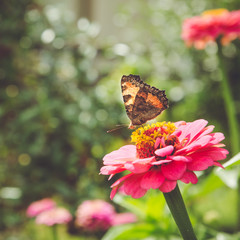 Butterfly on flower.