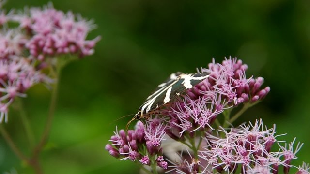 Jersey Tiger  butterfly, Euplagia quadripunctaria