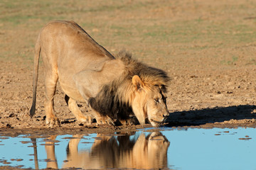 African lion drinking water, Kalahari desert