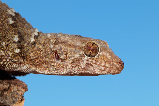 Bibron gecko, Kalahari desert