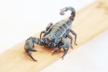 black scorpion.