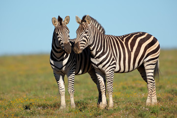 Fototapeta na wymiar A pair pf plains Zebras