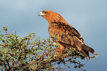 Tawny eagle perched on a tree, Kalahari desert