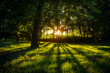 Obraz premium Sunlight green forest in summer time
