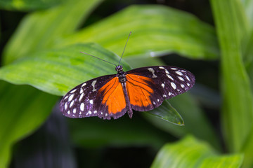 Schmetterling