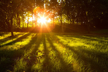 Sunlight green forest in summer time