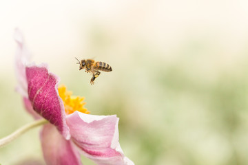 japanese anemone flower and hoverfly