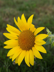 grande tige de tournesol