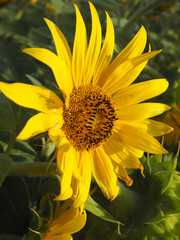 tournesol