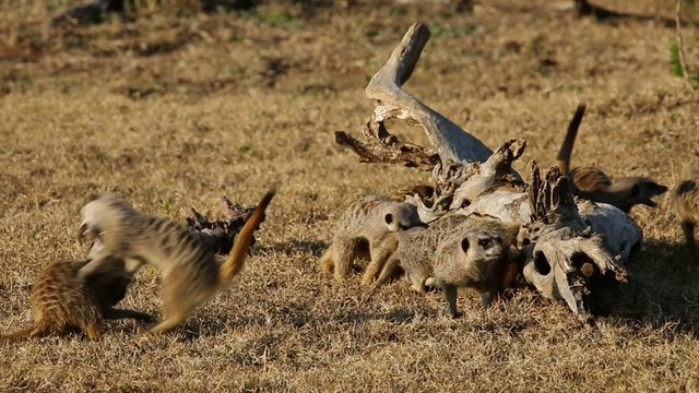 Playful meerkats, Addo Elephant National Park