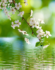 Naklejki  obraz kwitnącej gałęzi nad wodą