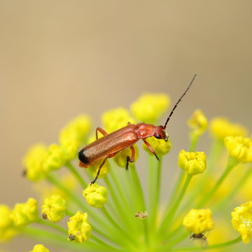 Rhagonycha fulva. Coracero rojo, Escarabajo soldado rojo.