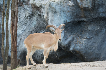 female Barbary sheep (Ammotragus lervia)