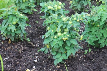 Tomato shrub