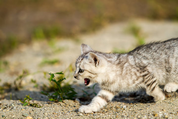 Gray kitten on a gray sand in the grass