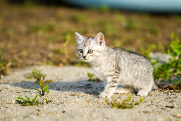 Naklejka na ściany i meble Gray kitten on a gray sand in the grass