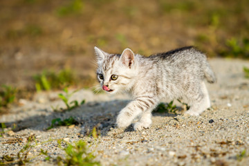 Naklejka na ściany i meble Gray kitten on a gray sand in the grass