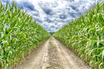  Agricultural field on which the green corn grows © be free