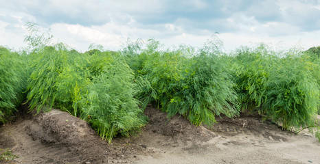 Fototapeta na wymiar Asparagus plants in the field after the harvest season