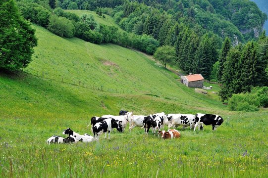 mandria di mucche