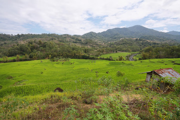 Fototapeta na wymiar Bright green rice fields